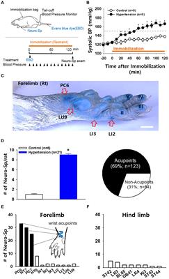 Neuropeptides SP and CGRP Underlie the Electrical Properties of Acupoints